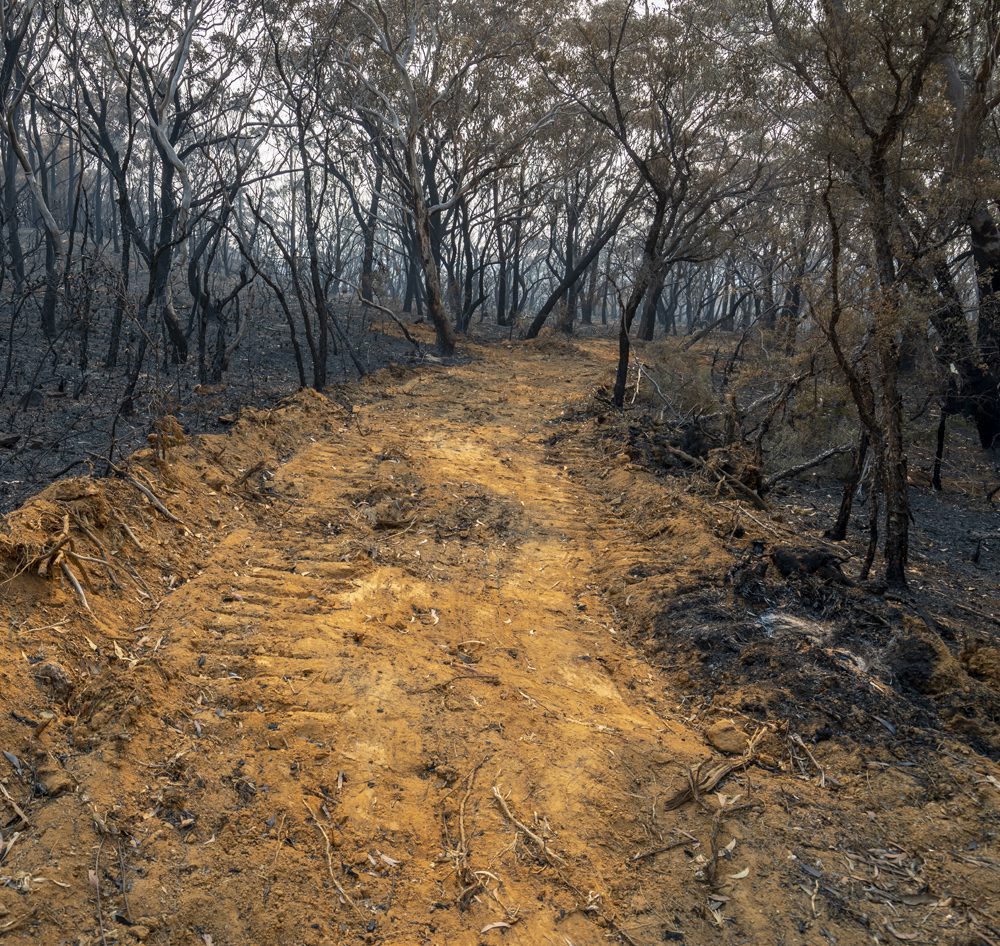clearing-burned-property-GettyImages-1198552629 Overholt Grading - dirt path cleared in the middle of burned trees